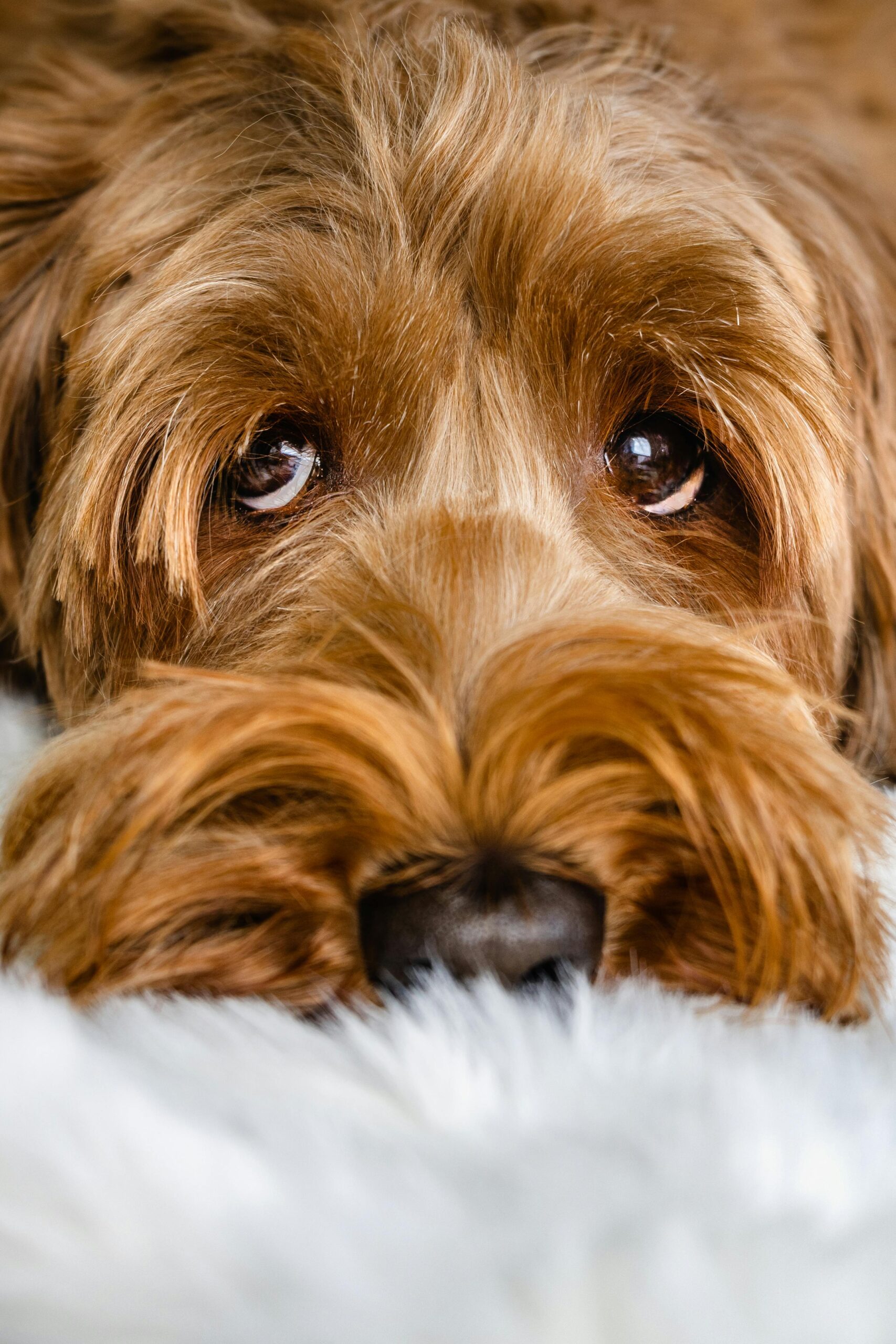 Pexels foto hond kijkt