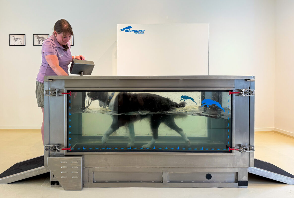 Hydrotherapie hond